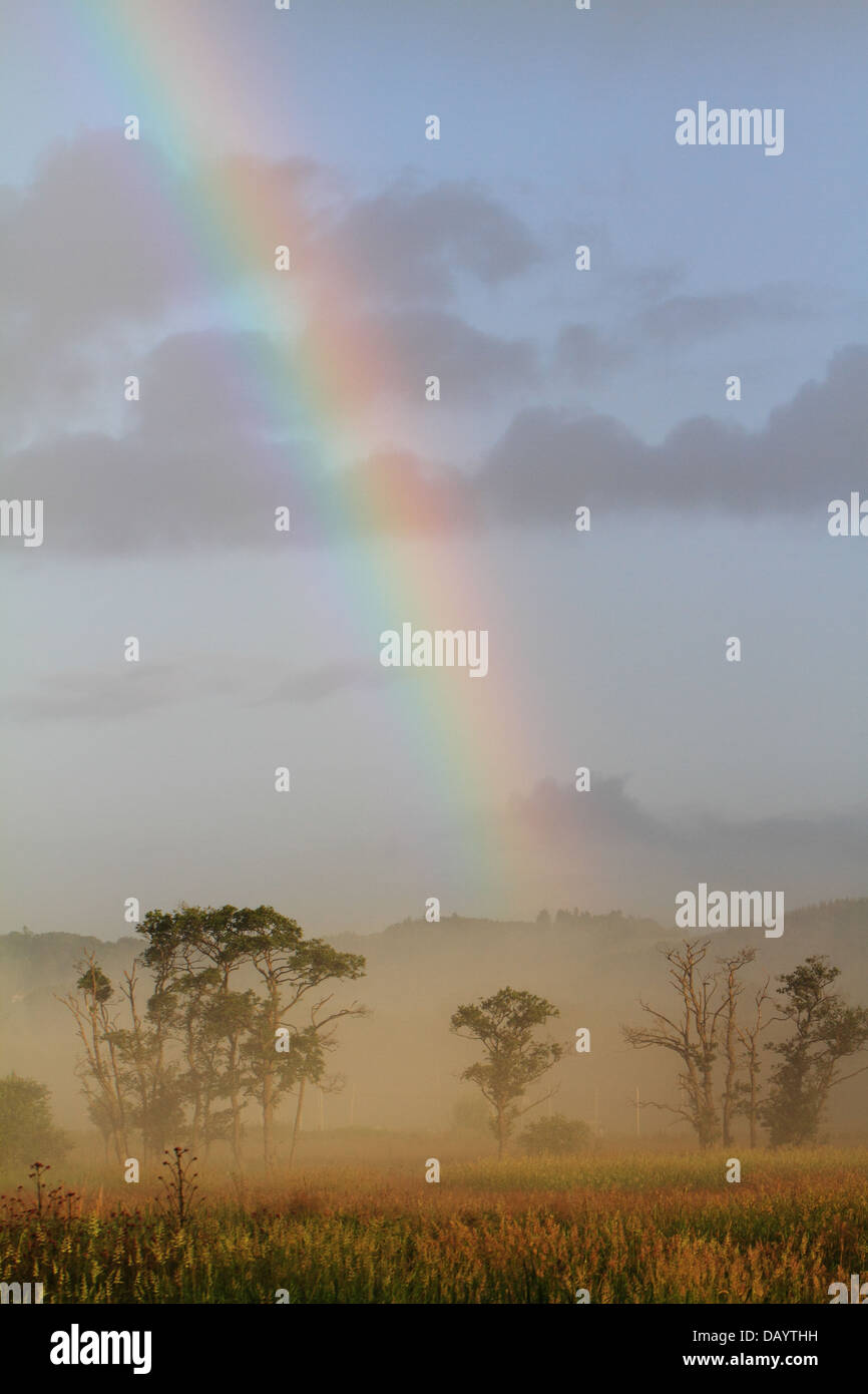 Ein Regenbogen und Morgen Nebel hat sich über die Wiesen am dänischen Bach Vejle Aa gebildet. Stockfoto