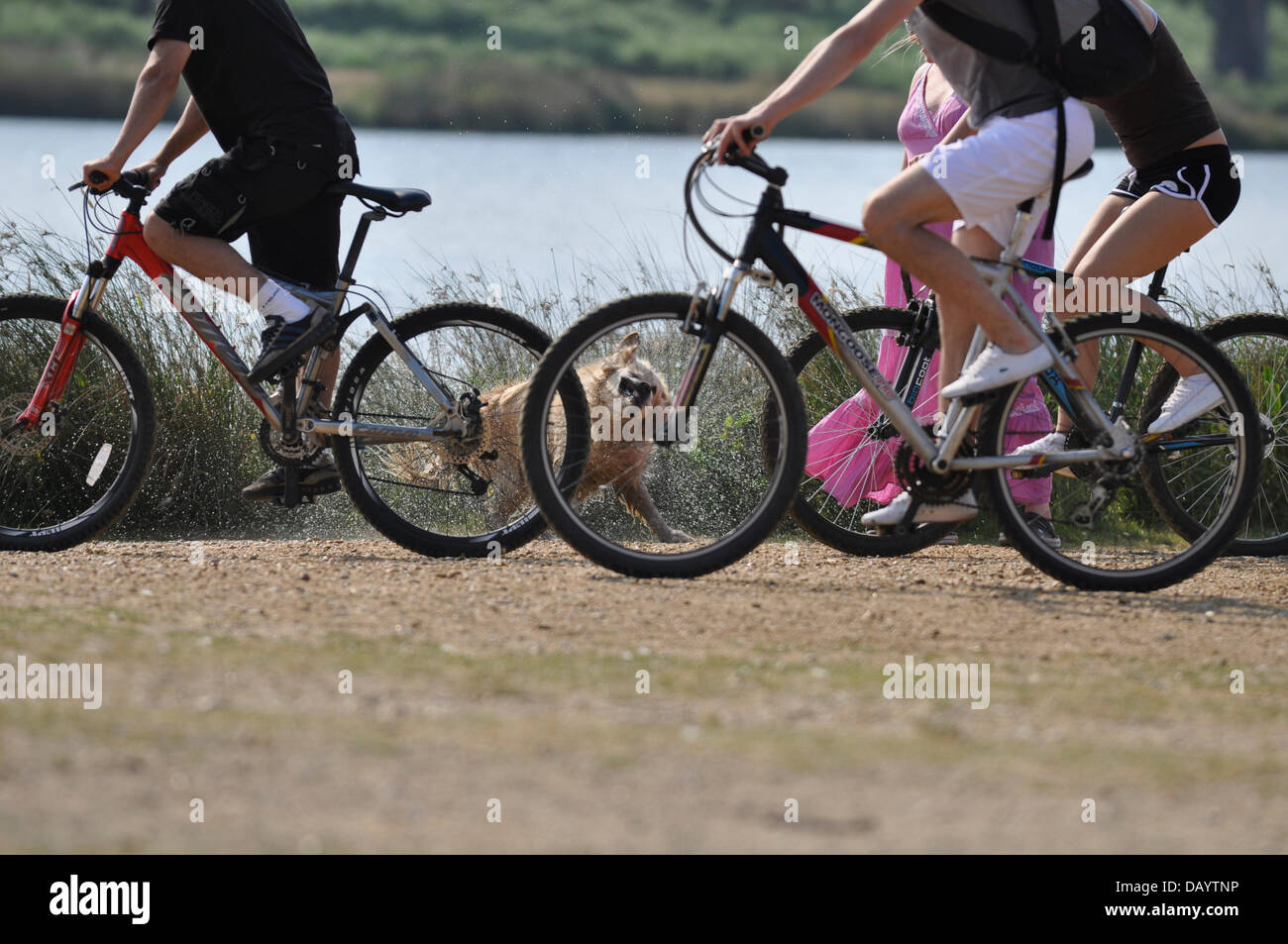 London, UK, Sonntag, 21. Juli 2013. Während der Hitzewelle im gesamten Vereinigten Königreich weiter, gehen Londonern im Südwesten Richmond Park, das schöne Wetter zu genießen. Im Juli 2013 UK Sommer endlich angekommen.  Das Met Office ausgestellt eine Kategorie 3 Hitzewelle wie Temperaturen stieg um Höhen zu erfassen. Bildnachweis: Graham Hush/Alamy Live-Nachrichten Stockfoto