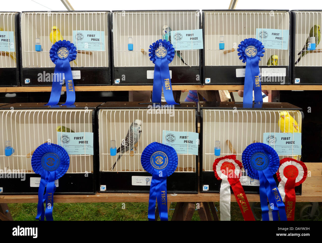 Preis gewinnende Wellensittiche am Stithians zeigen in Cornwall, Großbritannien Stockfoto