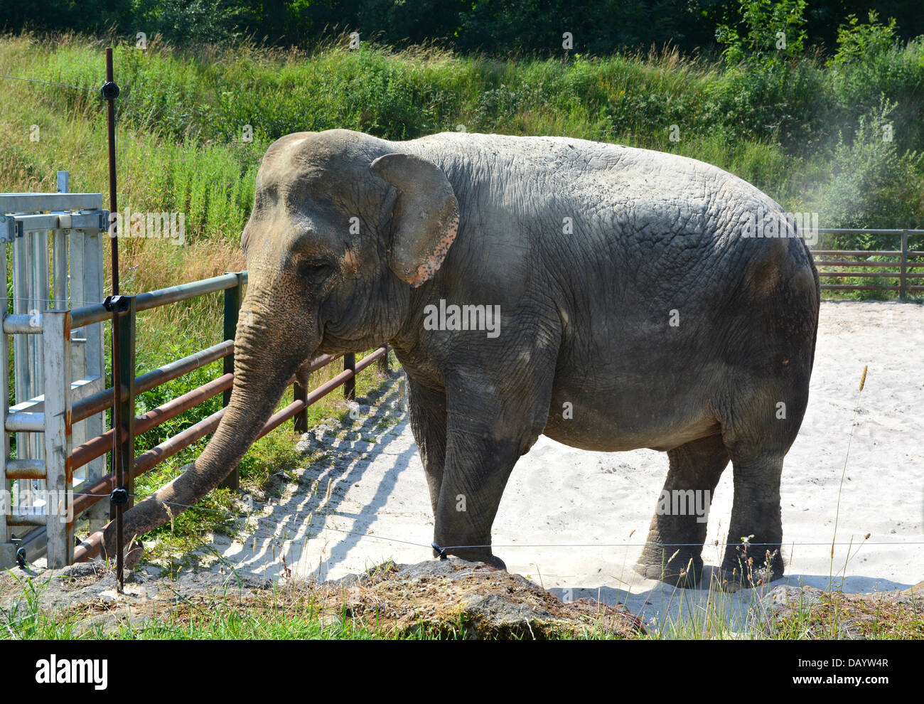 Elefant Nahaufnahme Stockfotos Und Bilder Kaufen Alamy