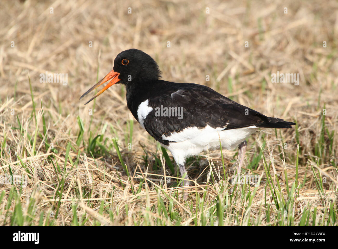 Gemeinsamen Pied Austernfischer (Haematopus Ostralegus) auf Nahrungssuche Stockfoto