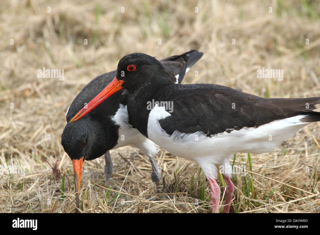 Juvenile gemeinsame Pied Austernfischer (Haematopus Ostralegus) auf Nahrungssuche zusammen mit Eltern (mehr als 30 Bilder in Serie) Stockfoto