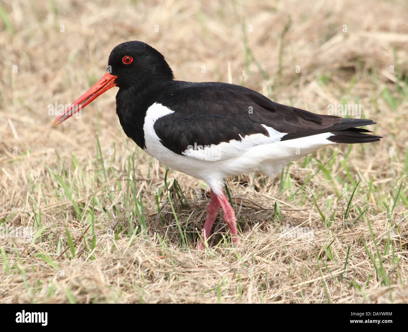 Reifen Sie gemeinsame Pied Austernfischer (Haematopus Ostralegus) auf Nahrungssuche zusammen mit jungen Sohn (über 30 Bilder in Serie) Stockfoto