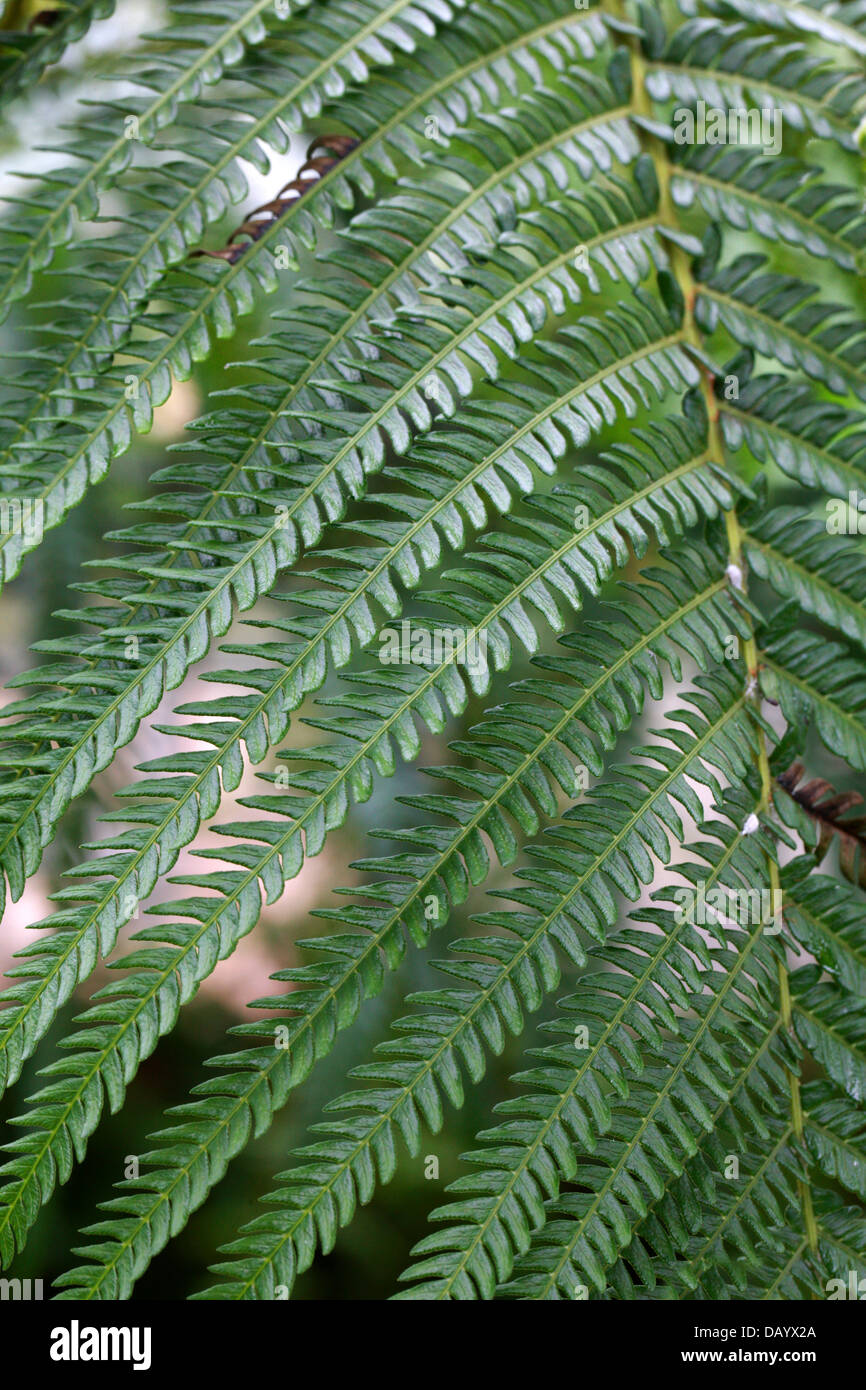 Farn Blatt Detail, "Ama'u, Sadleria Cyatheoides, Blechnaceae. Hawaii. Stockfoto