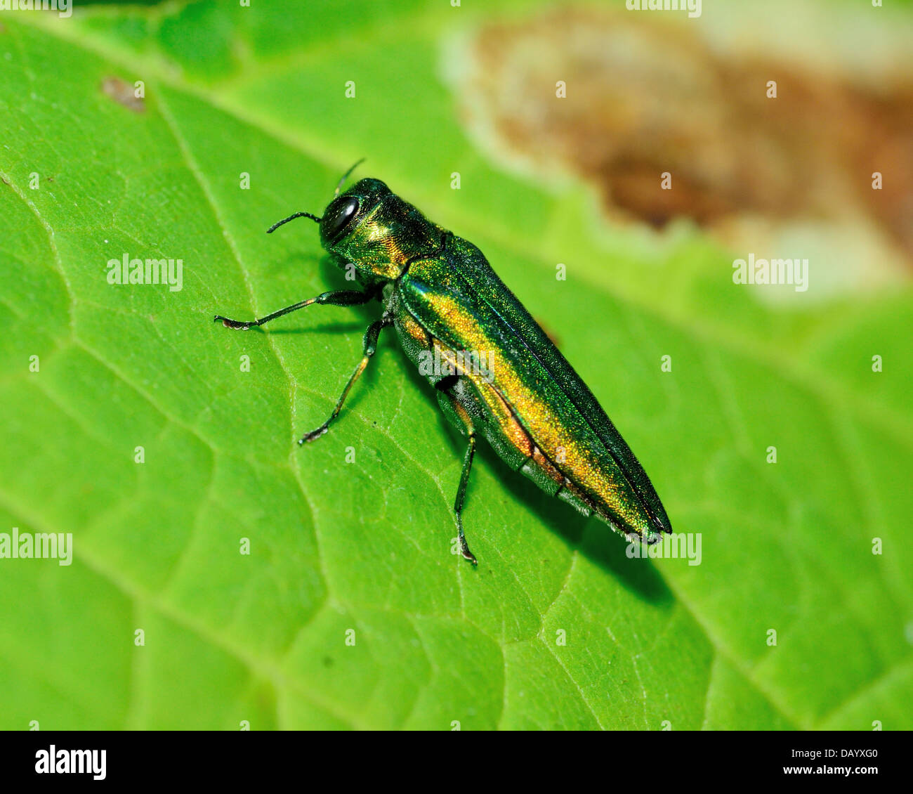 Juwel-Käfer thront auf einem grünen Blatt. Stockfoto