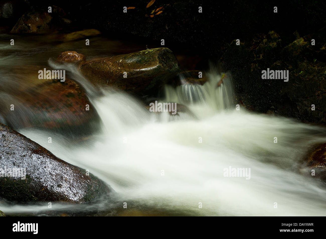 Die schnelle Gewässer des Flusses Erme, in einem Moment des Abends "Chiaroscuro". In den Longtimber Wäldern, Dartmoor Nationalpark Stockfoto