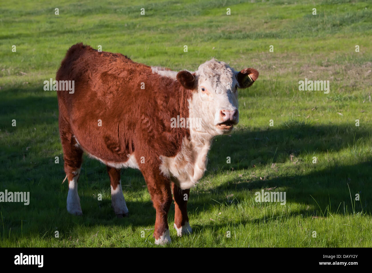 Pol Hereford Kuh Stockfoto