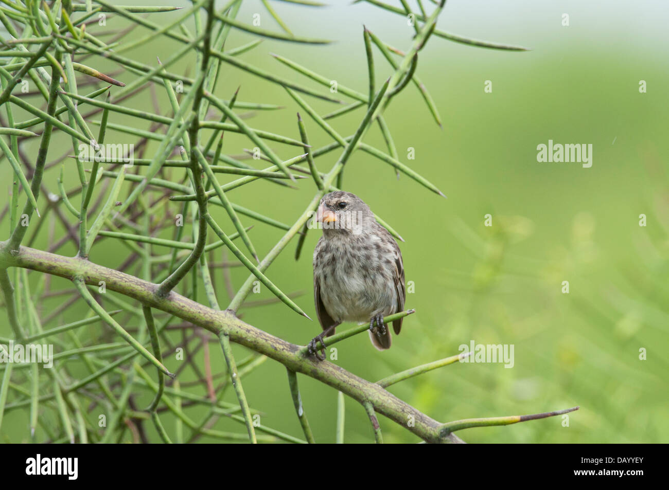 Stock Foto von einem mittelfein gemahlenen Finch in den Galapagos-Inseln. Stockfoto