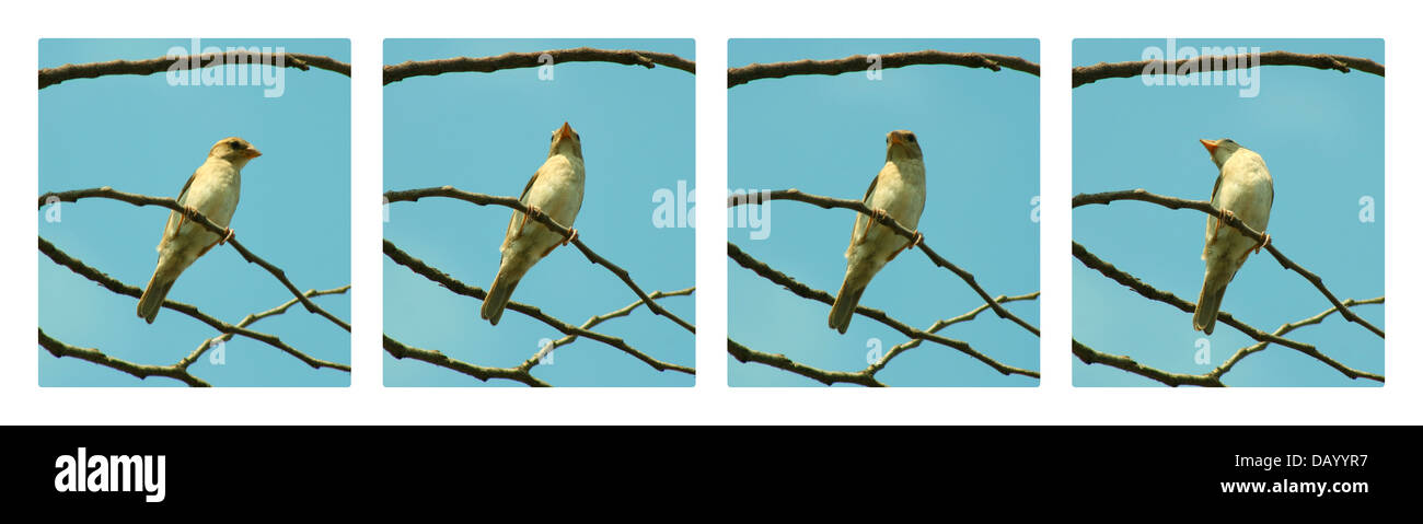 Einsame Birdie auf Ast, collage Stockfoto
