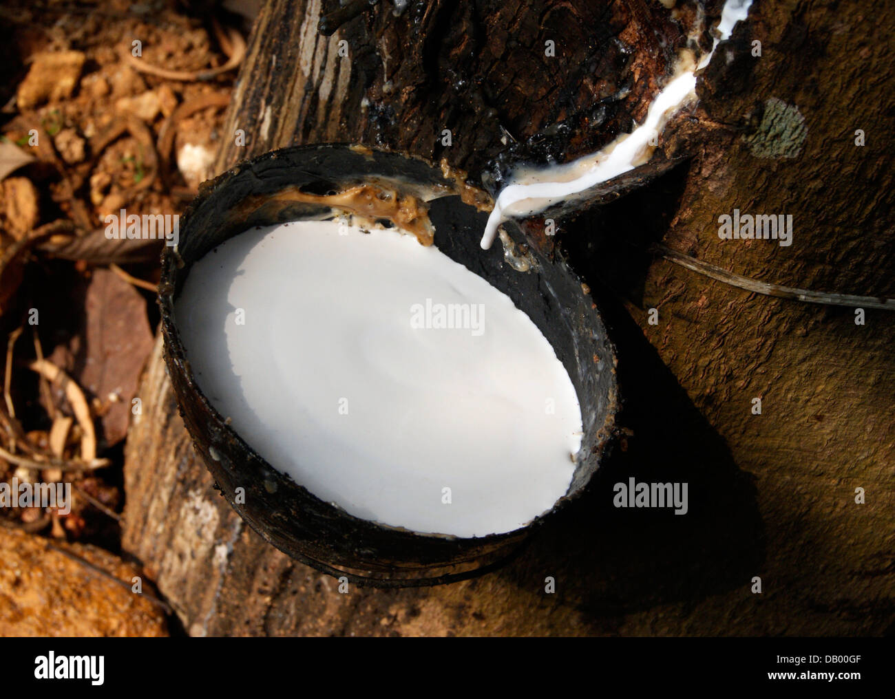 Abhören von Latex Rubber Milch Ernten aus Gummibaum Plantagen von Kerala Indien Stockfoto