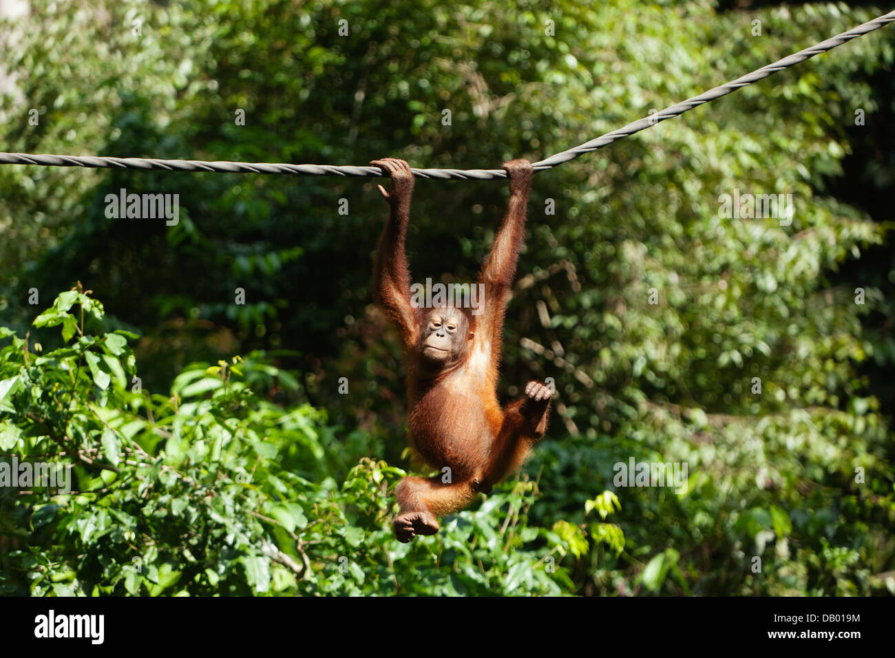 Orang-Utan im Sepilok Orang Utan Rehabilitation Centre. (Sepilok Orang Utan Rehabilitation Center). Stockfoto