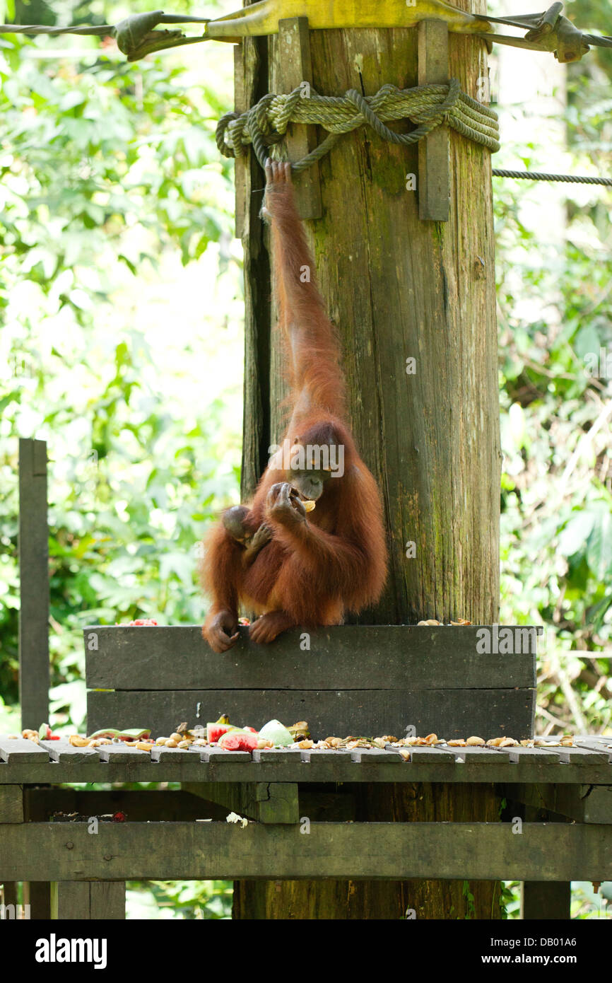 Orang-Utan Essen in Sepilok Orang Utan Rehabilitation Centre. (Sepilok Orang Utan Rehabilitation Center). Stockfoto