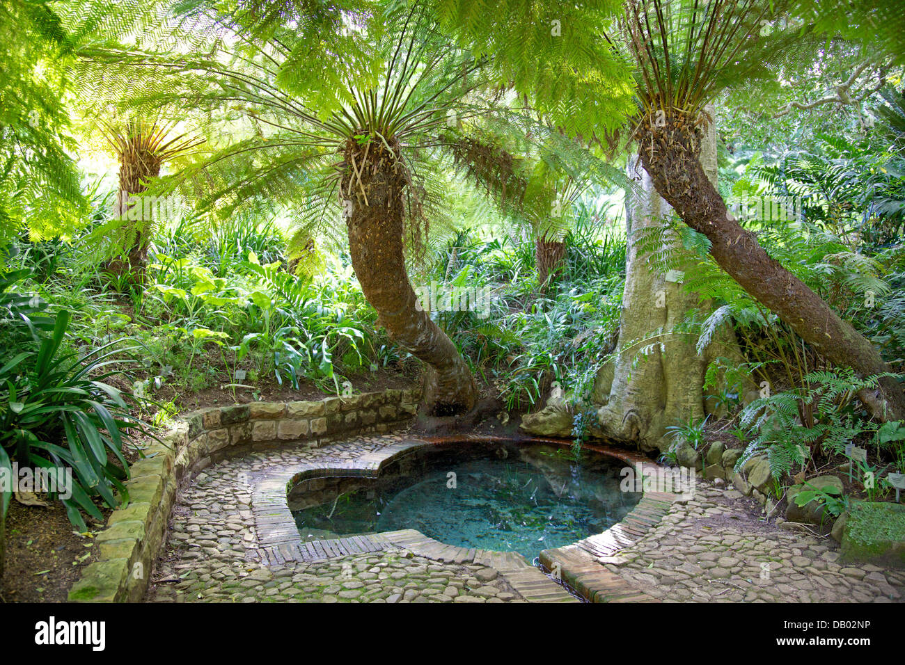 Oberst Vogelbad in Kirstenbosch, Cape Town, South Africa, reicht zurück bis ca. 1811. Stockfoto