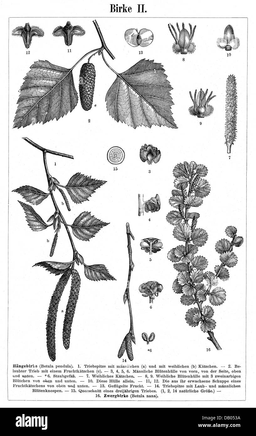 botanik, Bäume, Silberbirke (Betula pendula), Blätter, Kätzchen, Triebe, Zweig einer Zwergbirke (Betula nana), Holzstich, Meyers Konversationslexikon, 5. Auflage, Leipzig, Deutschland, 1893 - 1901, Additional-Rights-Clearences-not available Stockfoto