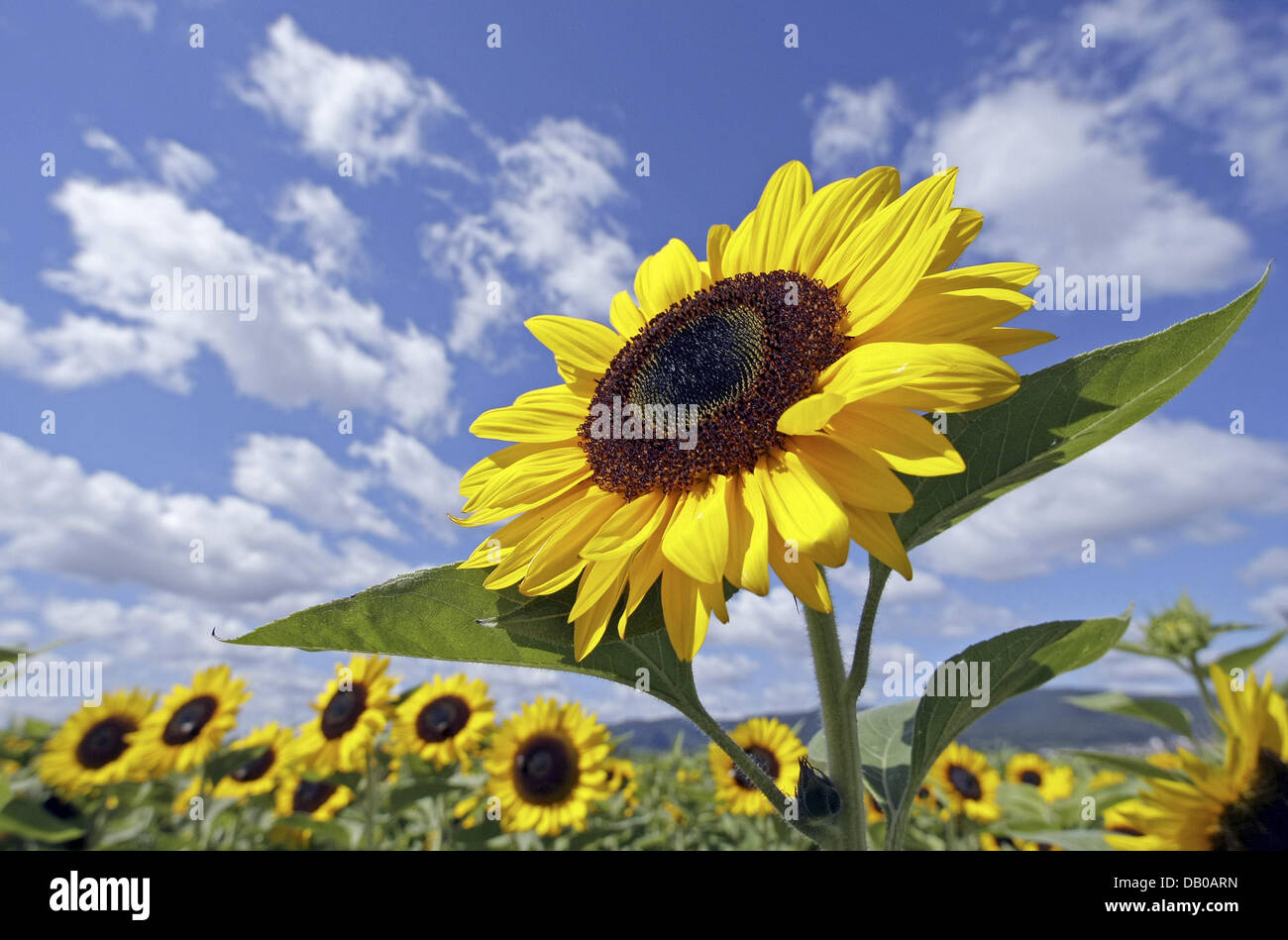 Sonnenblumen Bluhen Auf Einem Feld In Der Nahe Von Neustadt Ein