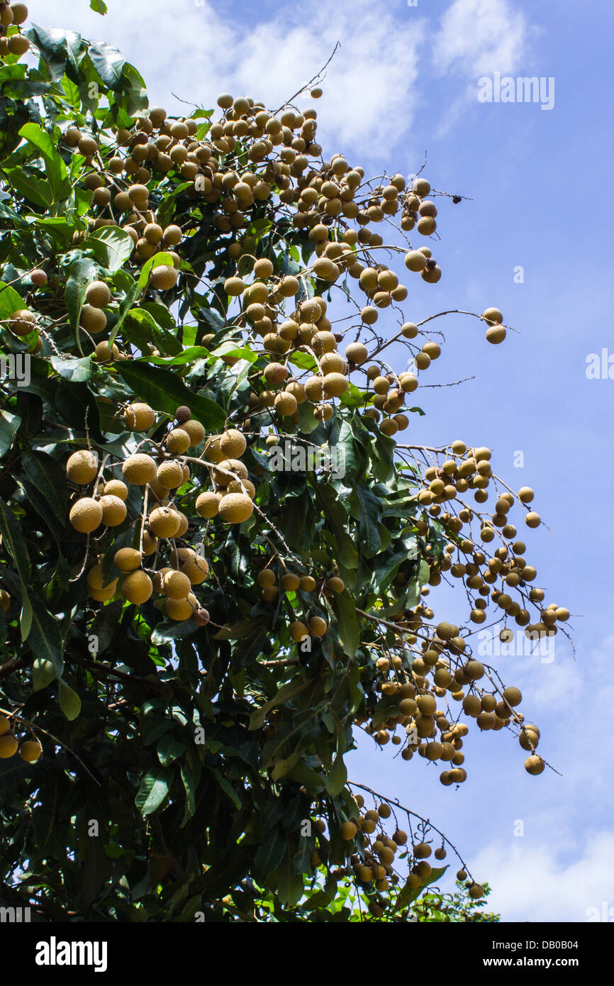 Longan tropische Früchte auf dem Baum Stockfoto