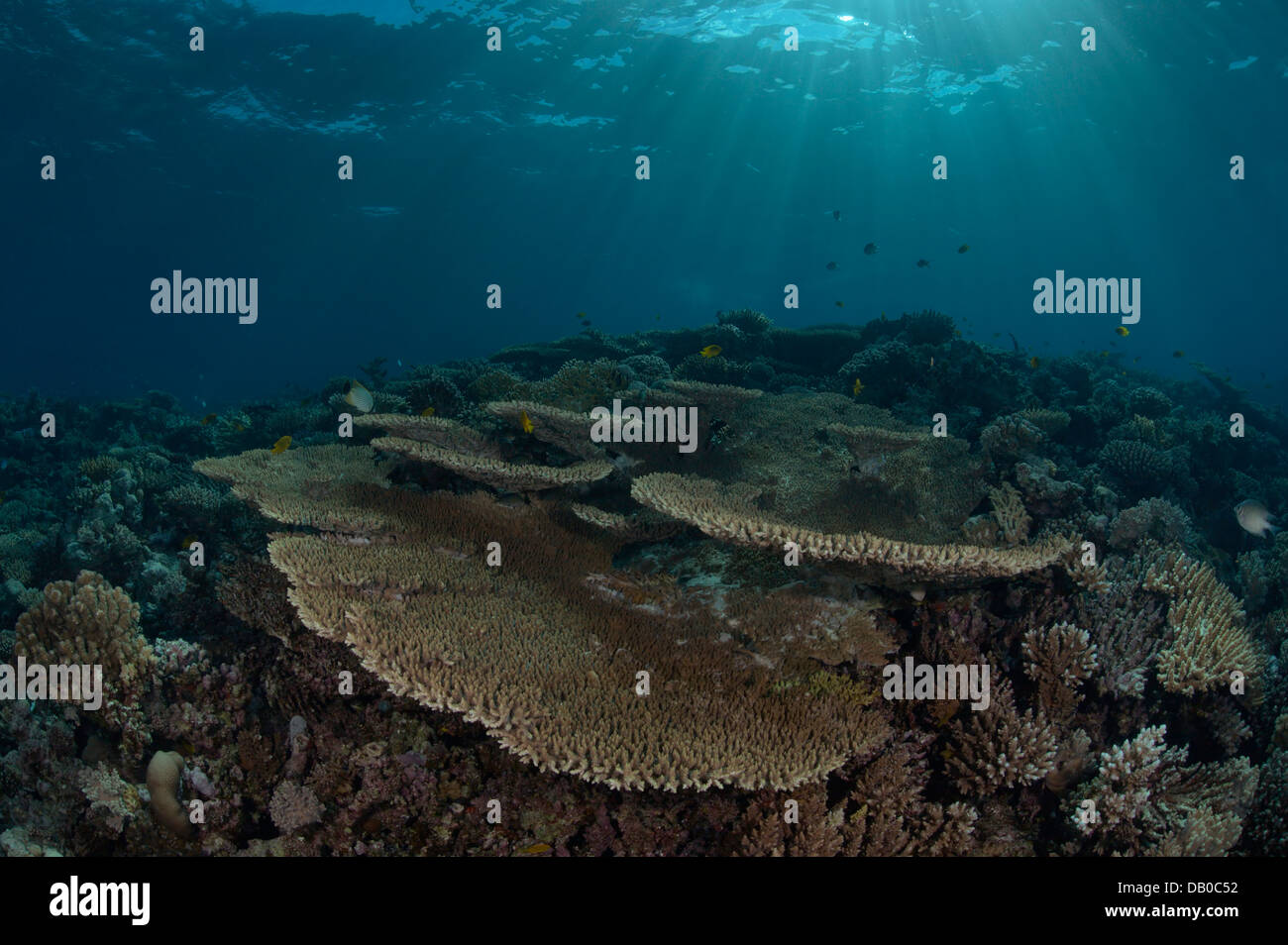 Acropora Korallen erstellen Sie wunderschöne Felsformationen in Gewässern des Roten Meeres. Tausende von kleinen Fischen verbringen es großen Teil ihres Lebens. Stockfoto