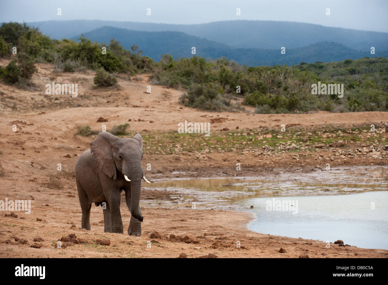 Afrikanischer Elefant (Loxodonta Africana Africana), Addo Elephant National Park, Eastern Cape, Südafrika Stockfoto