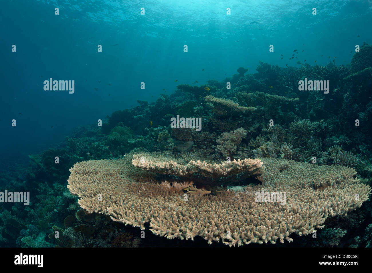 Tischkorallen erstellen schöne Formationen im Wasser des Roten Meeres. Stockfoto