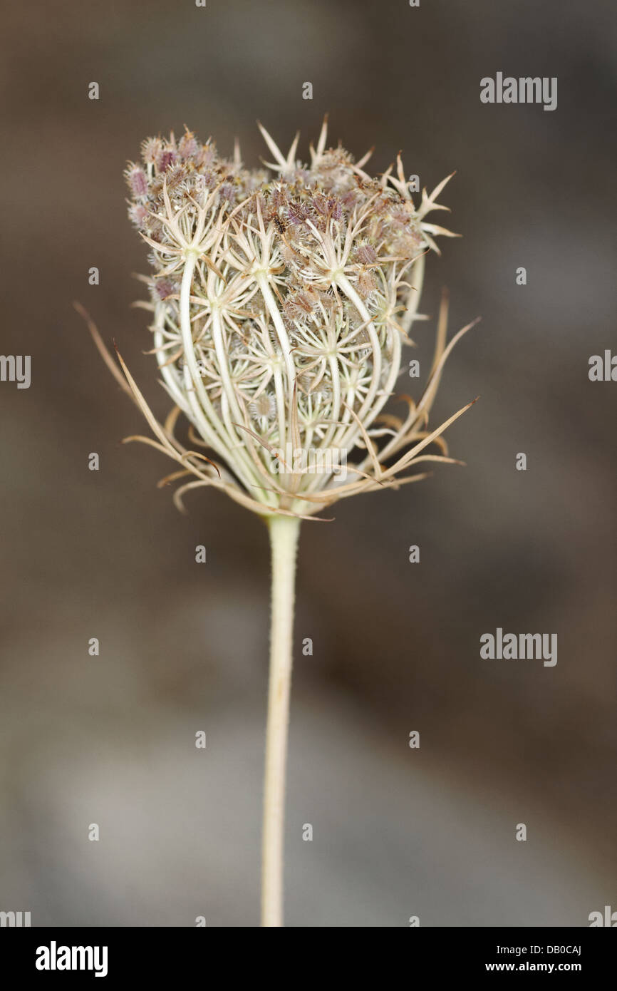 Früchte der Karotte, Daucus Carotta Früchte, Spanien Stockfoto