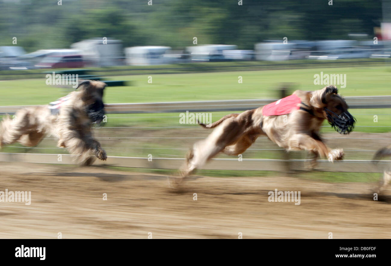 Afghanische Windhunde Rennen an der 53. internationalen Derby in Hamburg, Deutschland, 18. August 2007. 81 Windhunde aus Frive Nationen sind zum Wettbewerb angemeldet, die keine Wetten können. Foto: Kay Nietfeld Stockfoto