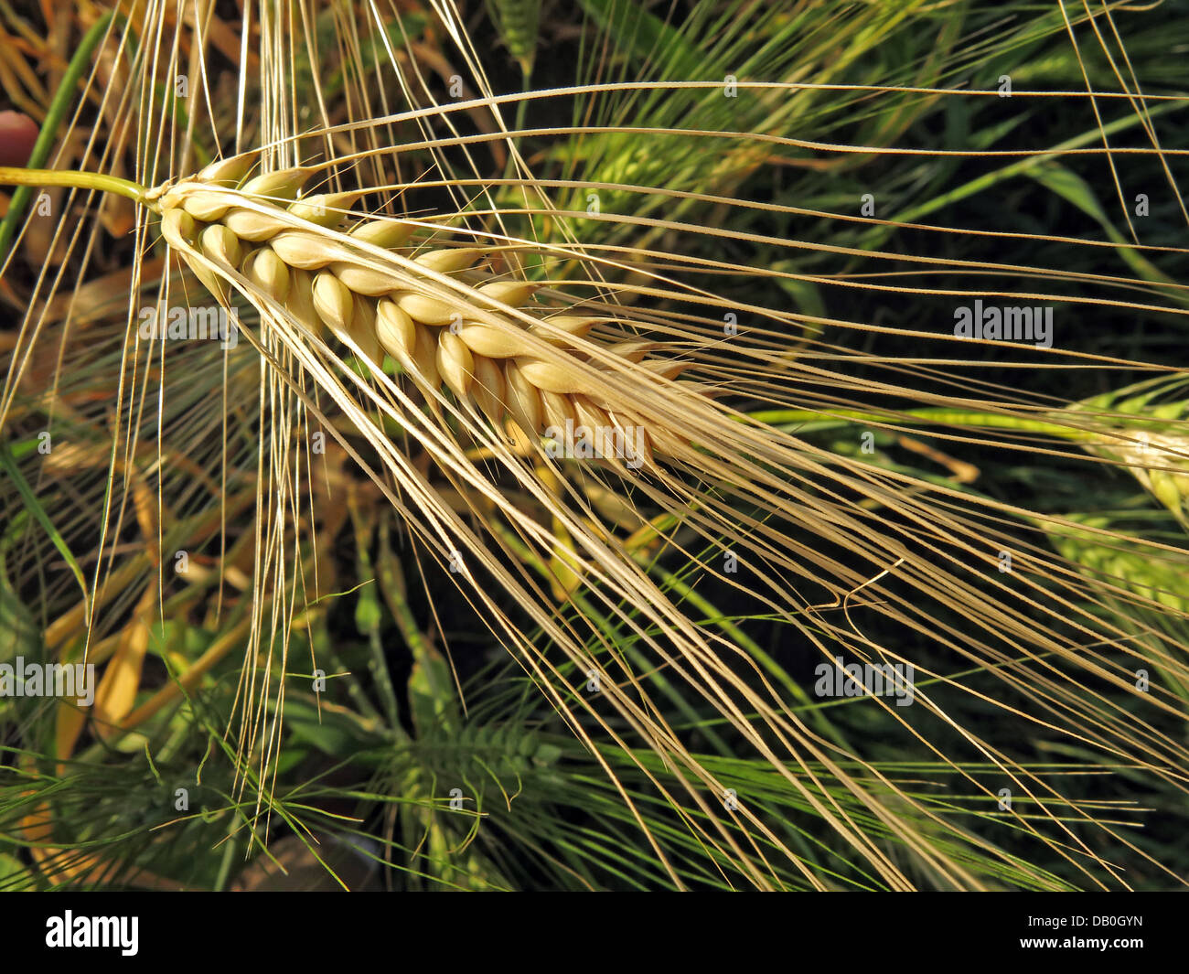 Weizen in einem Feld reif für die Ernte in Grappenhall, Cheshire, NW England, UK Stockfoto