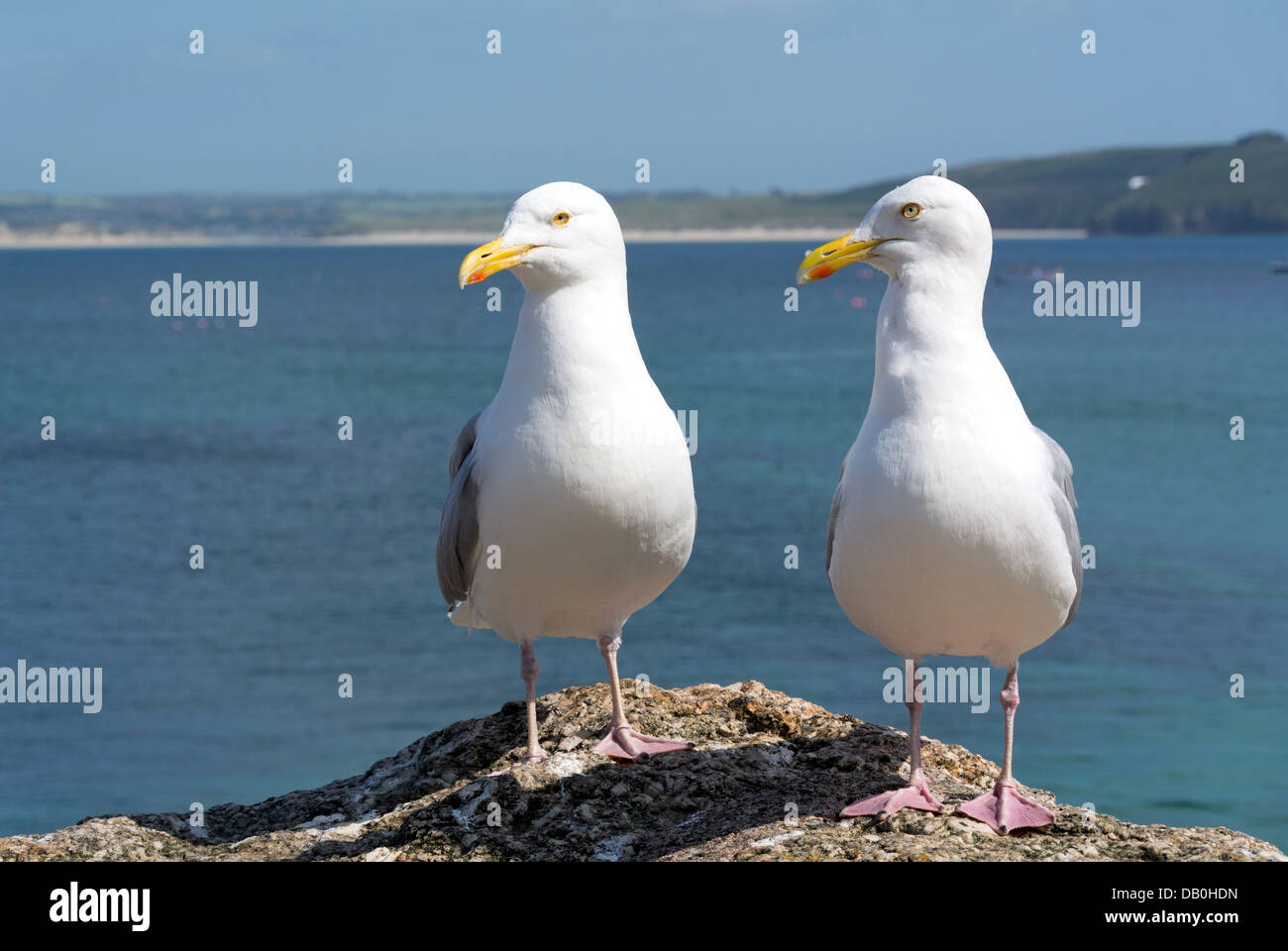 Zwei Möwen in St. Ives, Cornwall, England. Stockfoto