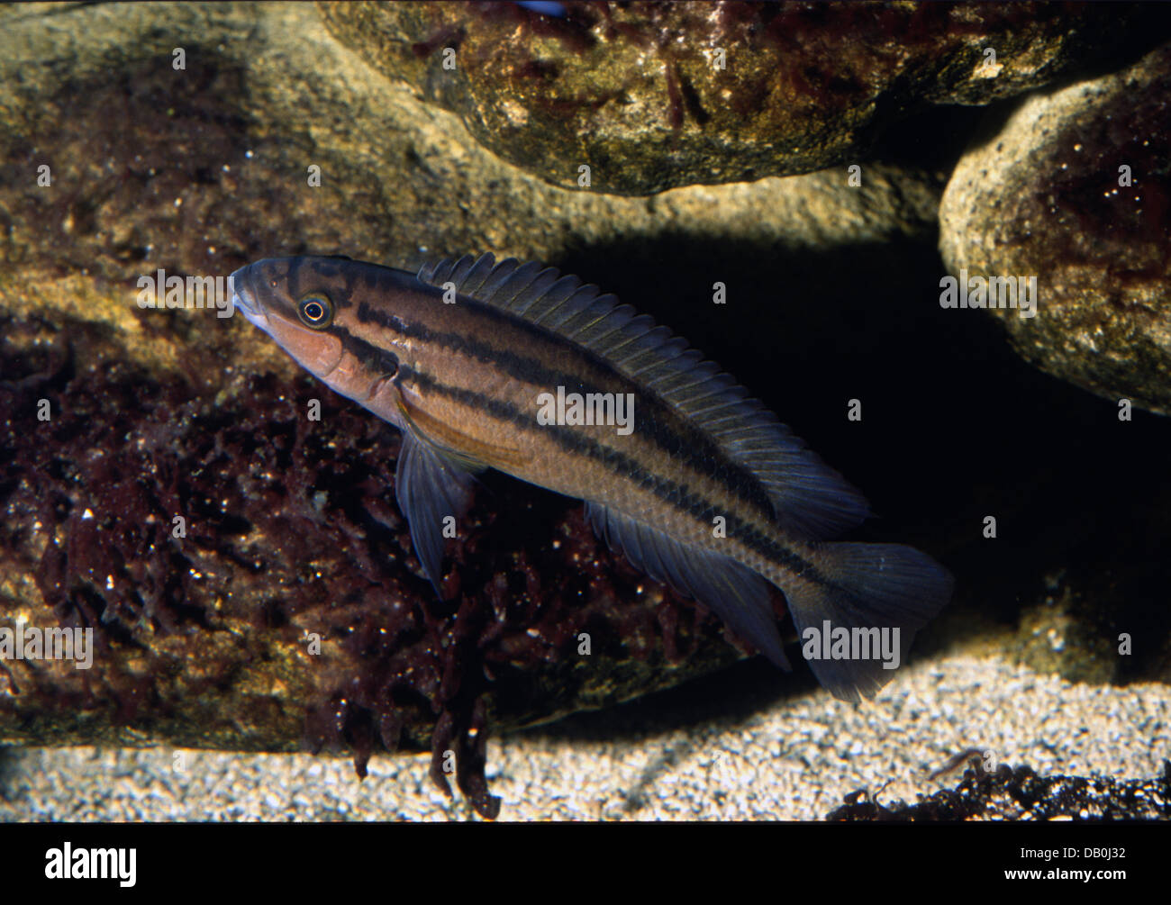 Lyretailed Chalinochromis, Bauchlinie Popelini, Buntbarsche, Tanganiyka See, Afrika Stockfoto