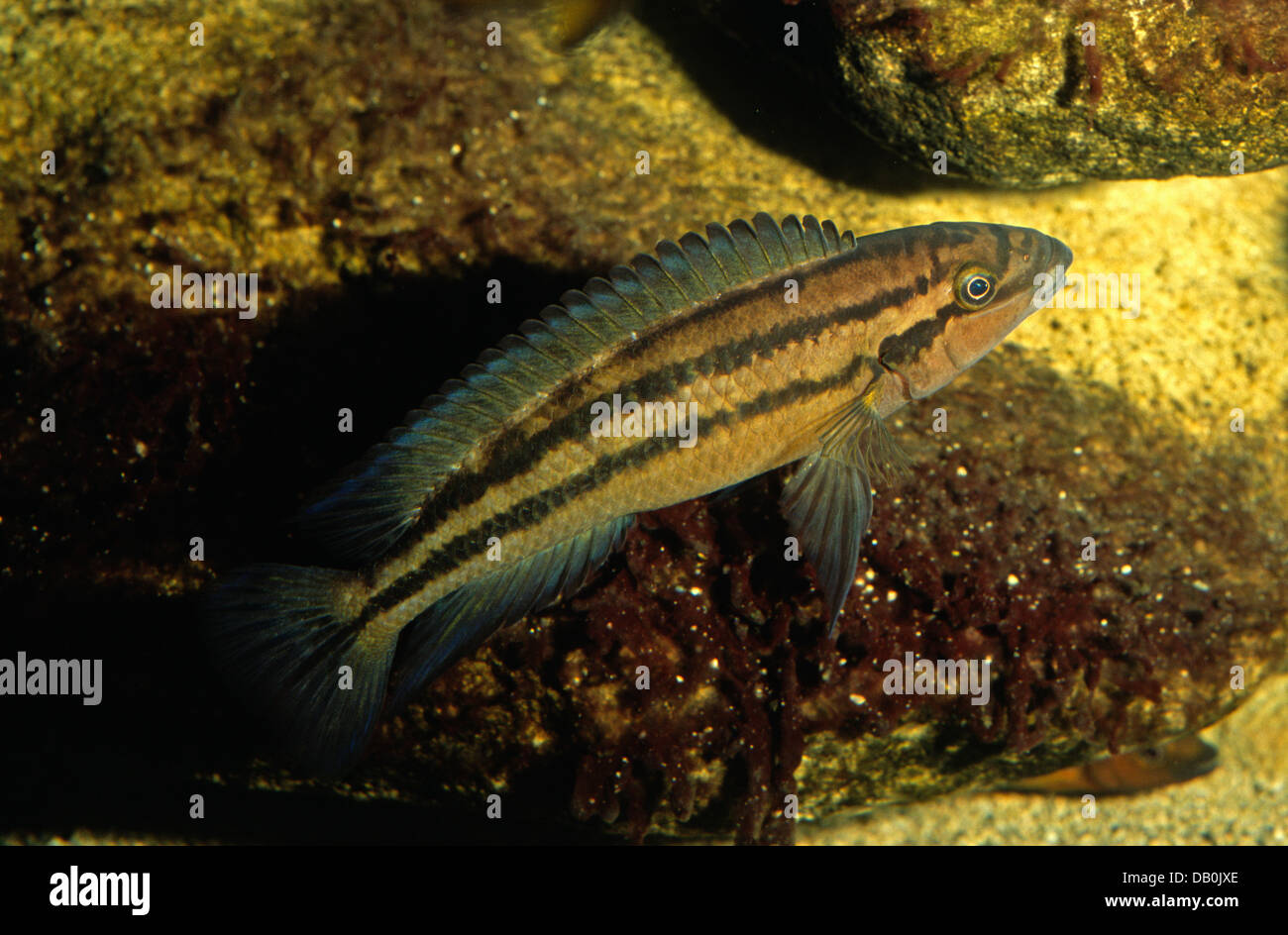 Lyretailed Chalinochromis, Bauchlinie Popelini, Buntbarsche, Tanganiyka See, Afrika Stockfoto