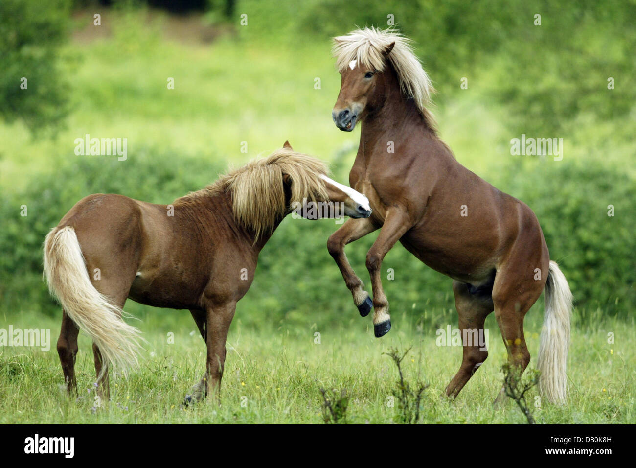 Zwei Islandpferde spielen miteinander auf ihrer Koppel irgendwo in Deutschland, undatiertes Foto. Foto: Ronald Wittek Stockfoto