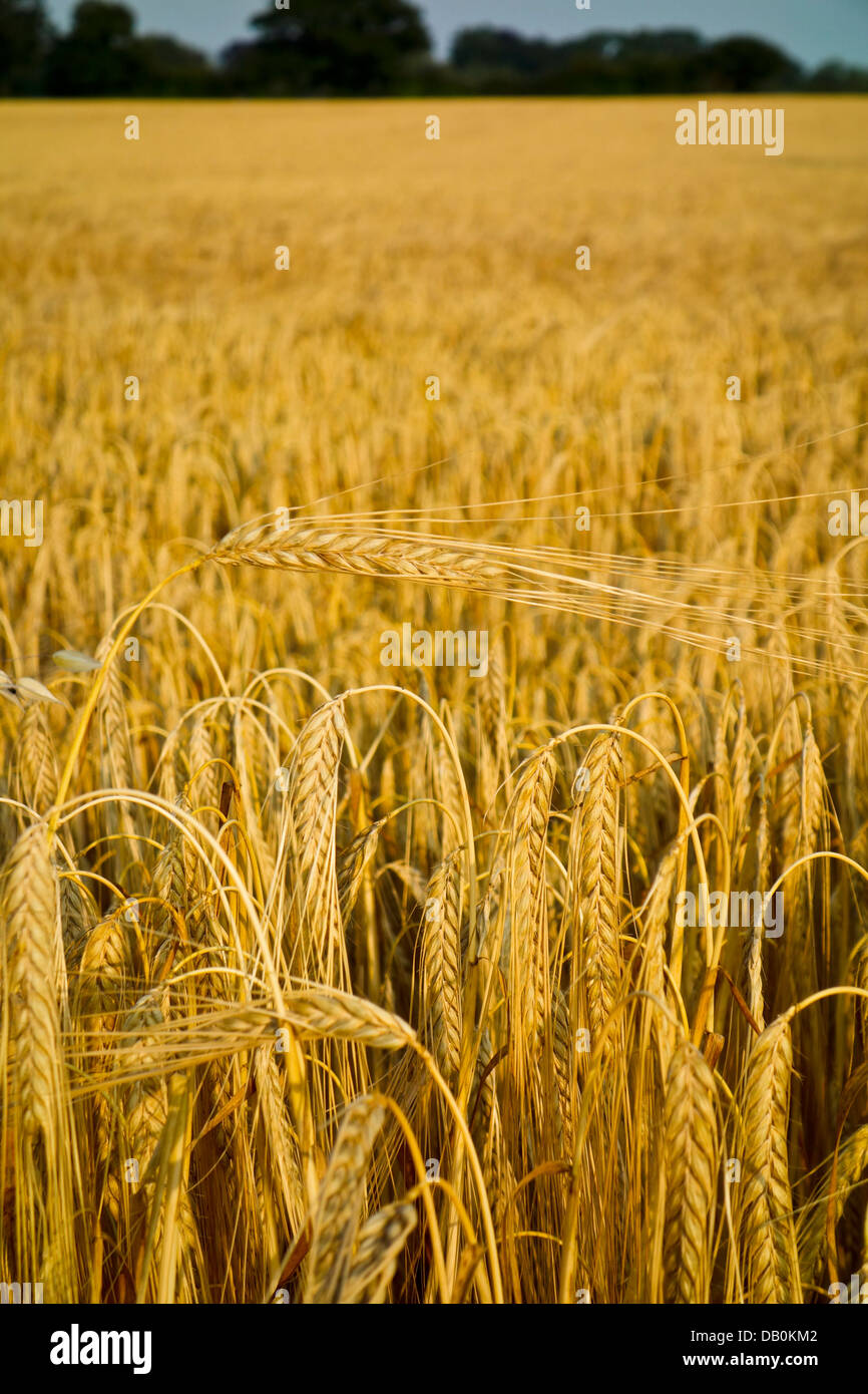 goldene Ähren im Feld Stockfoto