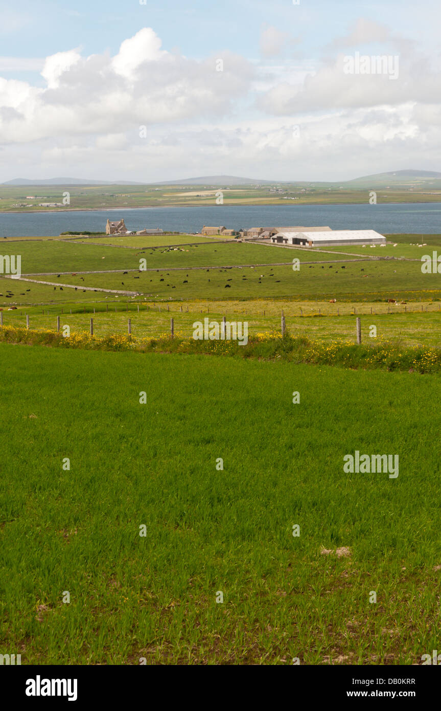 Agrarlandschaft der Halbinsel Deerness Orkney Festland Teil. Die Farm im Mittelgrund ist Braebuster. Stockfoto