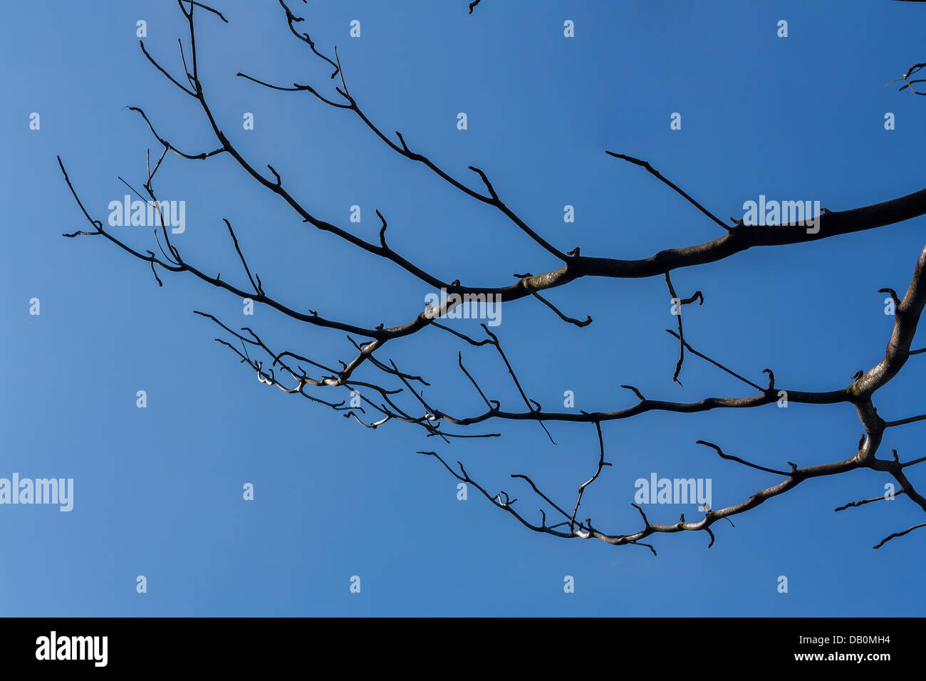 Trockenen Ast auf Blatt aussehen Geweih im blauen Himmelshintergrund Stockfoto