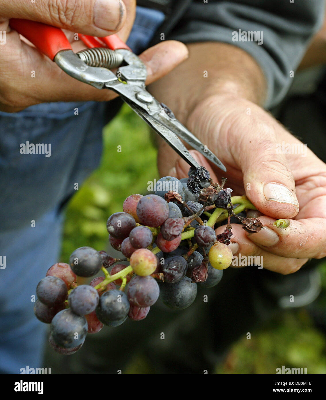 Ein Oldtimer Mähdrescher trennt schlecht aus guter Pinot Noir Trauben auf einem Weingut in Klingenberg, Deutschland, 11. September 2007. Bayerischen Staatsminister für Landwirtschaft Josef Miller startete offiziell die Vindemiation für den berühmten fränkische Wein. Etwa 40 bis 50 Millionen Liter Wein - 80 Prozent wird Weißwein - sind in der Frankonia Region jährlich produziert. Foto: Daniel Karmann Stockfoto