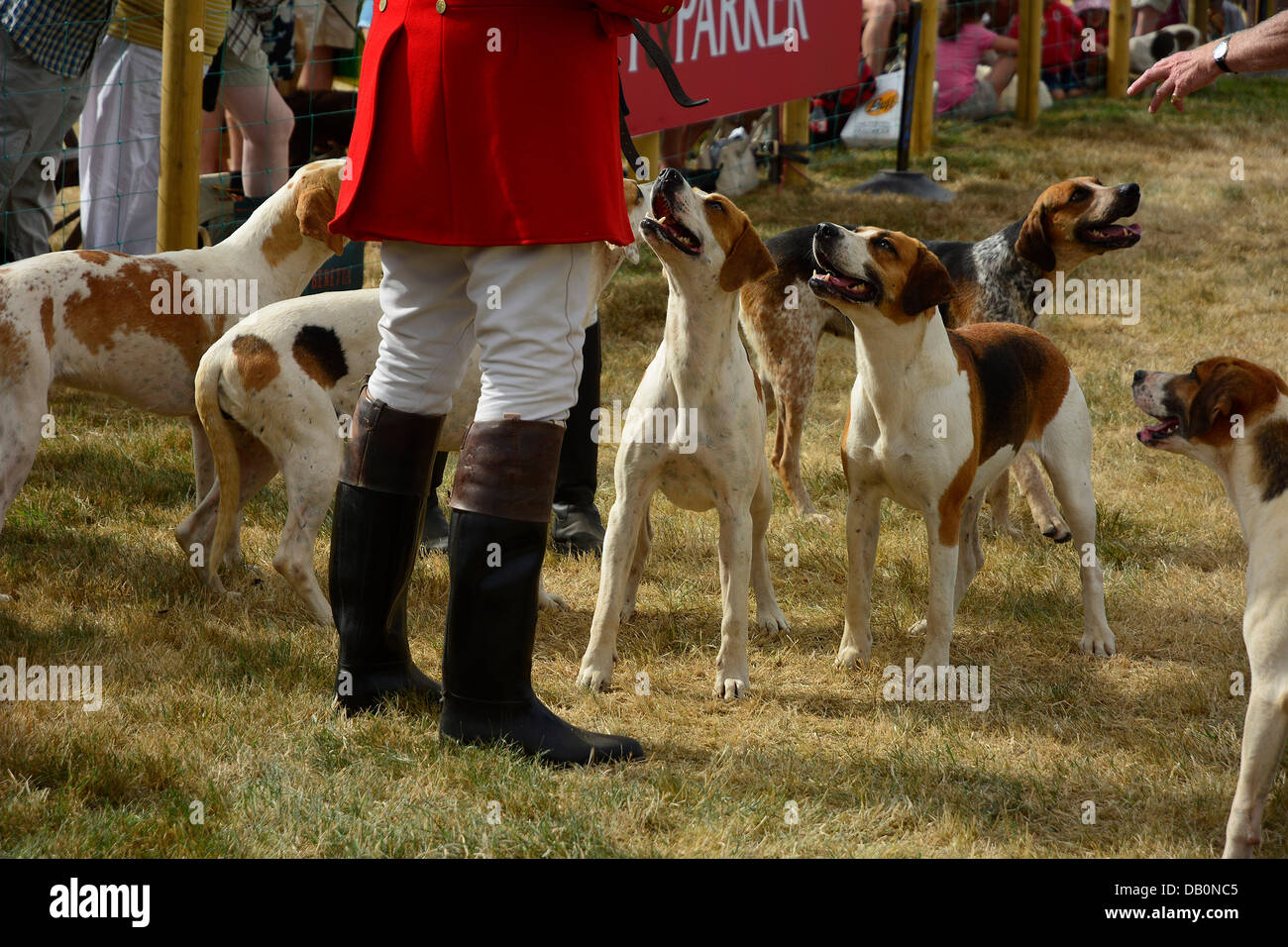 Alcester, Warwickshire. 21. Juli 2013. Hunde im Ring bei der CLA Game Fair, Ragley Hall, Alcester, Warwickshire, 19,20, 21. Juli. Foto von John Robertson, 2013. Bildnachweis: John Robertson/Alamy Live-Nachrichten Stockfoto