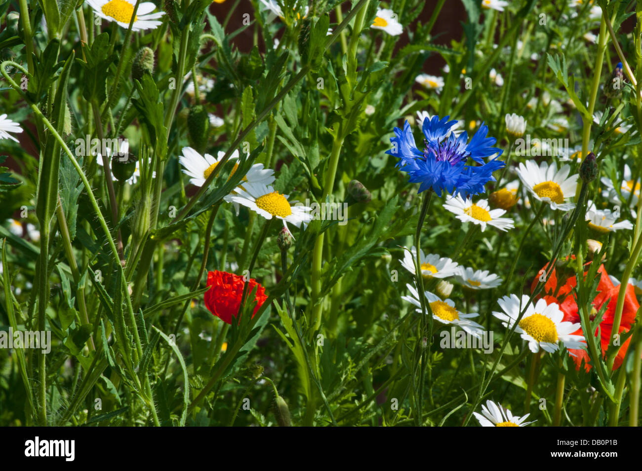 Nahaufnahme von wilden Blumen - Ochsen-Auge Margeriten, Mohn, Kornblumen Stockfoto