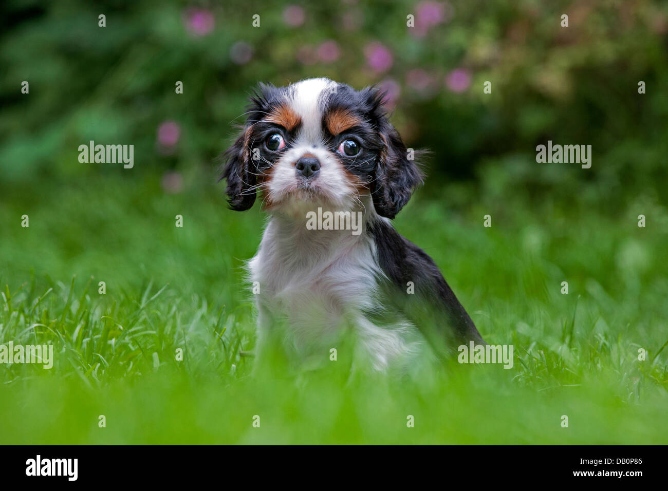 Niedliche Cavalier King Charles Spaniel Welpen im Garten Stockfoto