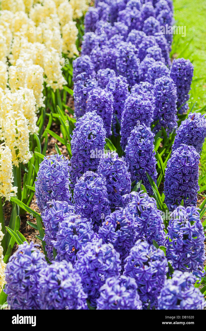 Blaue Hyazinthe, "Blue Jacket', im Keukenhof Gärten, Lisse, Niederlande Stockfoto