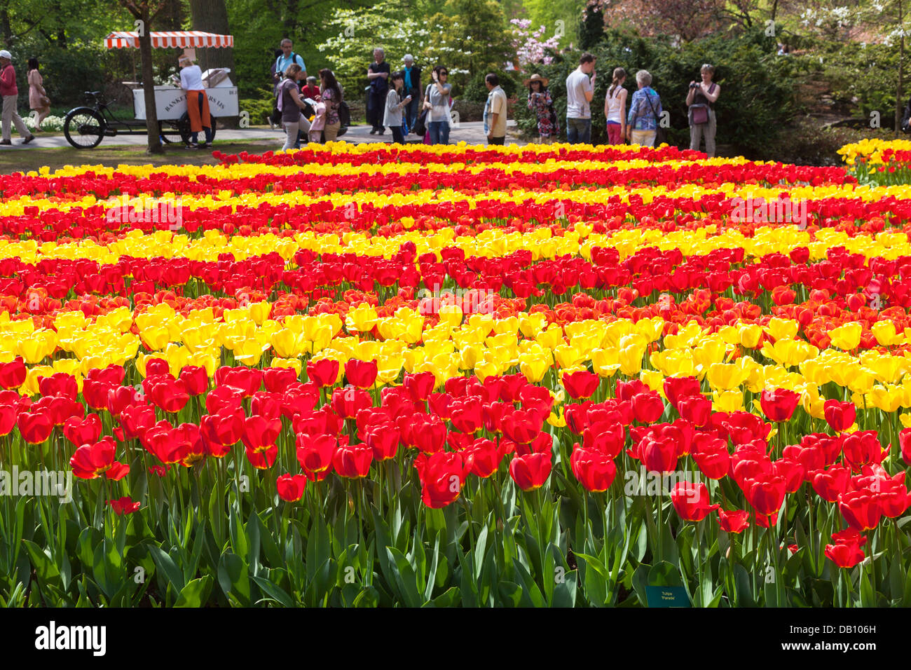 Streifen in gelb und rot ("Parade") Tulpen auf dem Keukenhof Gärten, Lisse, Niederlande Stockfoto