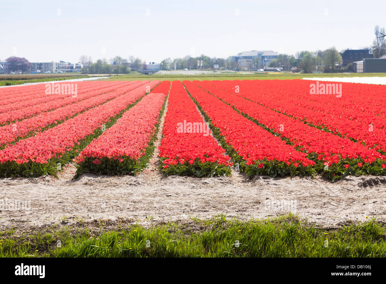 Rosa und rote Streifen der Tulpen in der holländischen Tulpenfeldern im Keukenhof Gärten, Lisse, Niederlande Stockfoto
