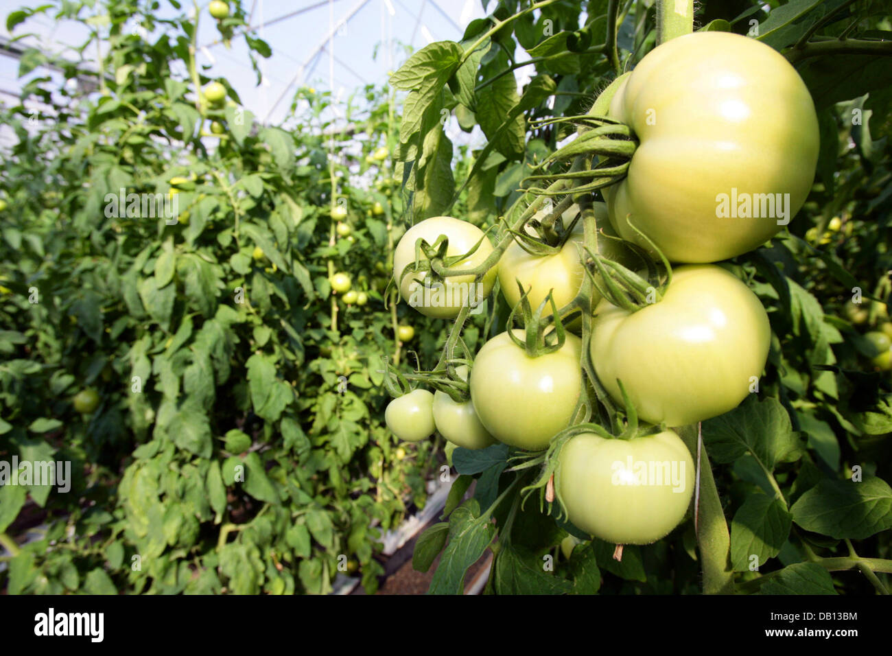 Tomaten sind in einem Gewächshaus in El Ejido, Provinz Almeria, Spanien, 14. Oktober 2007 gewachsen. Foto: Bodo Marks Stockfoto