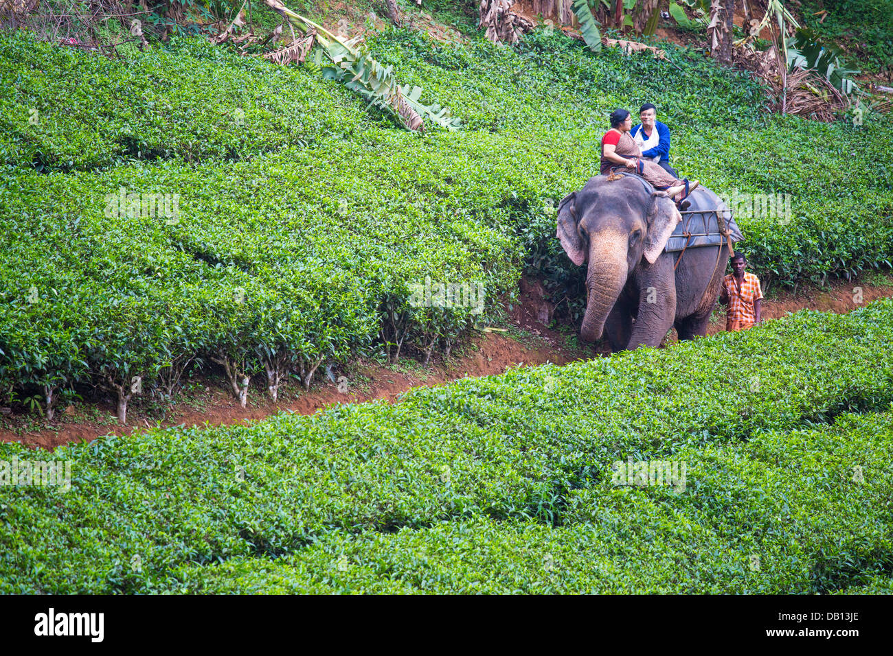 Inländische indischen Touristen Elefantenritt ein auf einer Teeplantage, Sienna, Indien Stockfoto