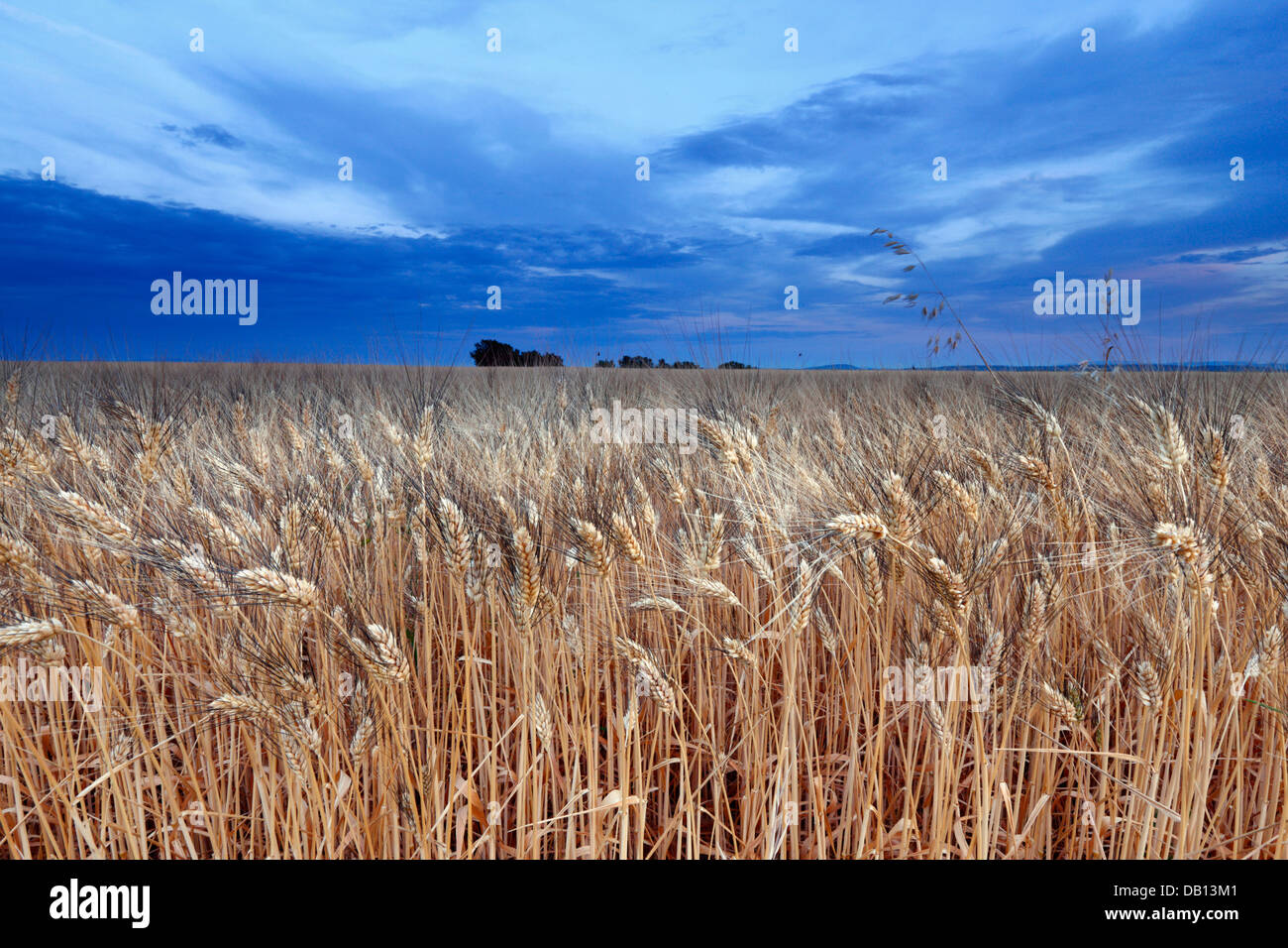 Weizen hautnah Stockfoto