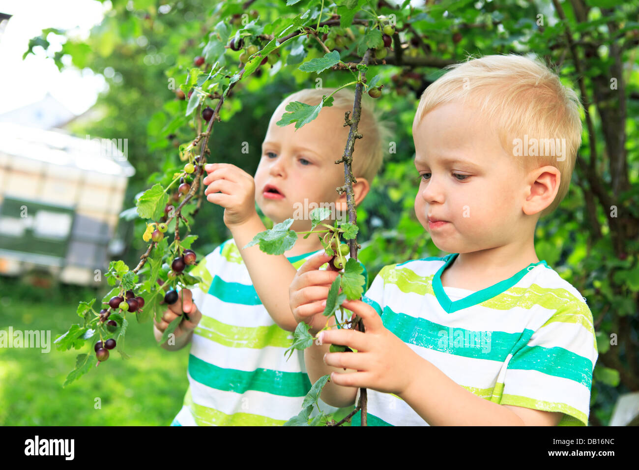 wenig männliche Zwillinge Essen Johannisbeere Beeren im Hinterhof Stockfoto