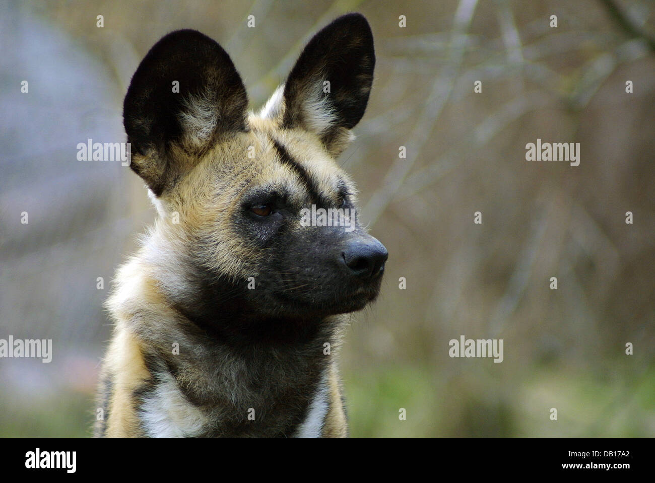 Basel Zoo Stockfotos und -bilder Kaufen - Alamy