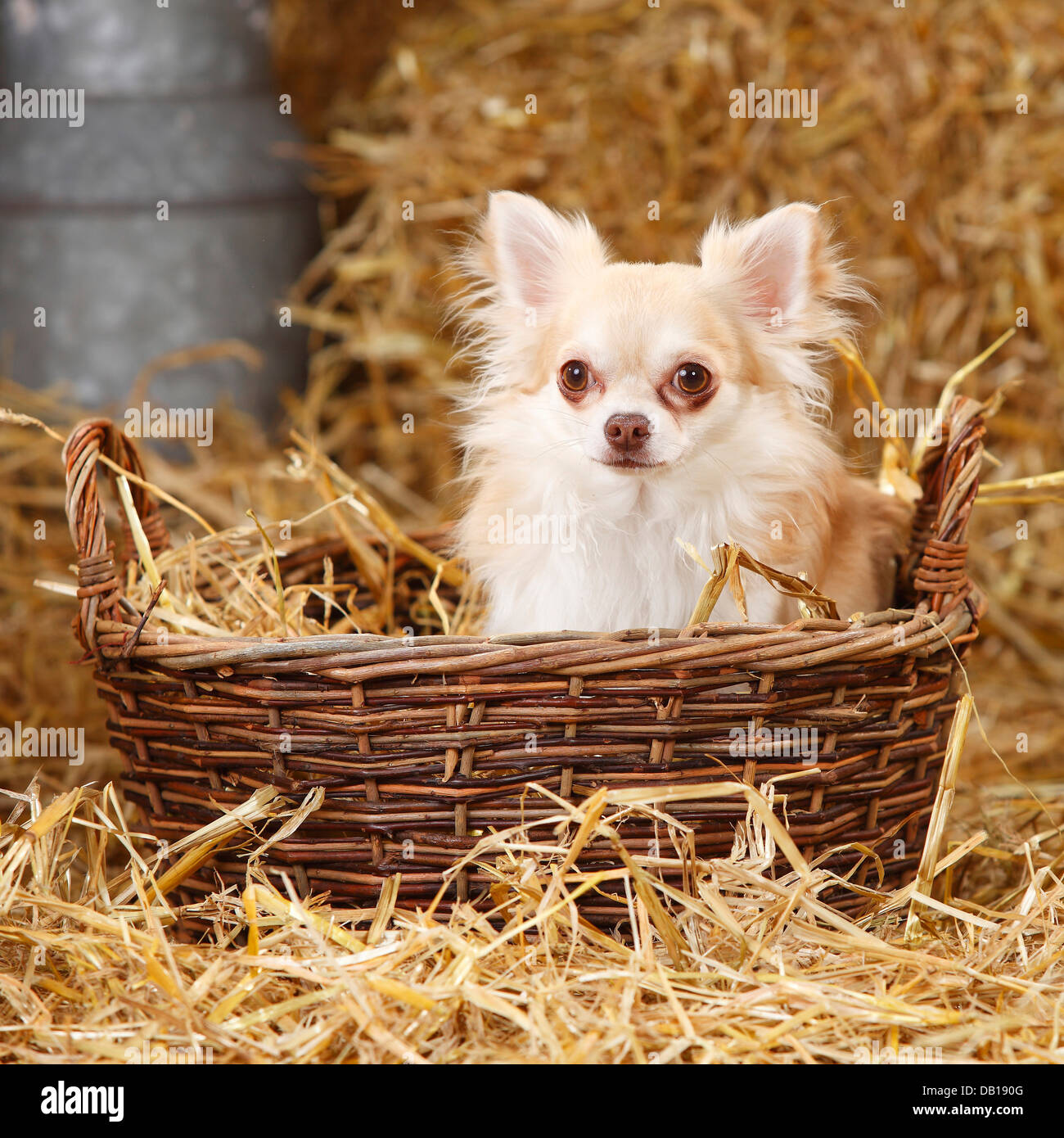 Chihuahua, Langhaar, Isabell, im Weidenkorb Stockfoto