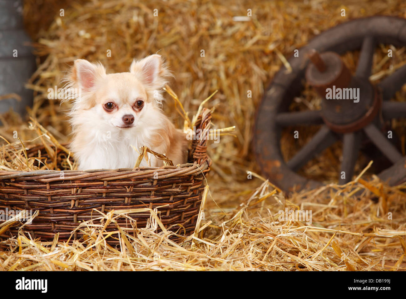 Chihuahua, Langhaar, Isabell, im Weidenkorb Stockfoto