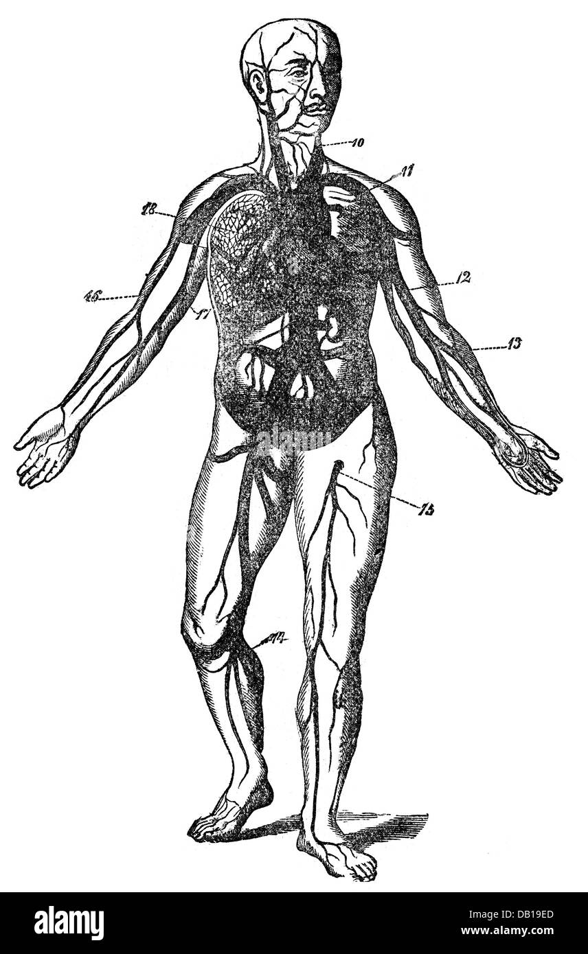 Medizin, Anatomie, Blutkreislauf, schematische Darstellung, Holzstich, aus: Friedrich Eduard Bilz, Neue Naturheilkunde, Leipzig, Deutschland, 1902, Additional-Rights-Clearences-not available Stockfoto