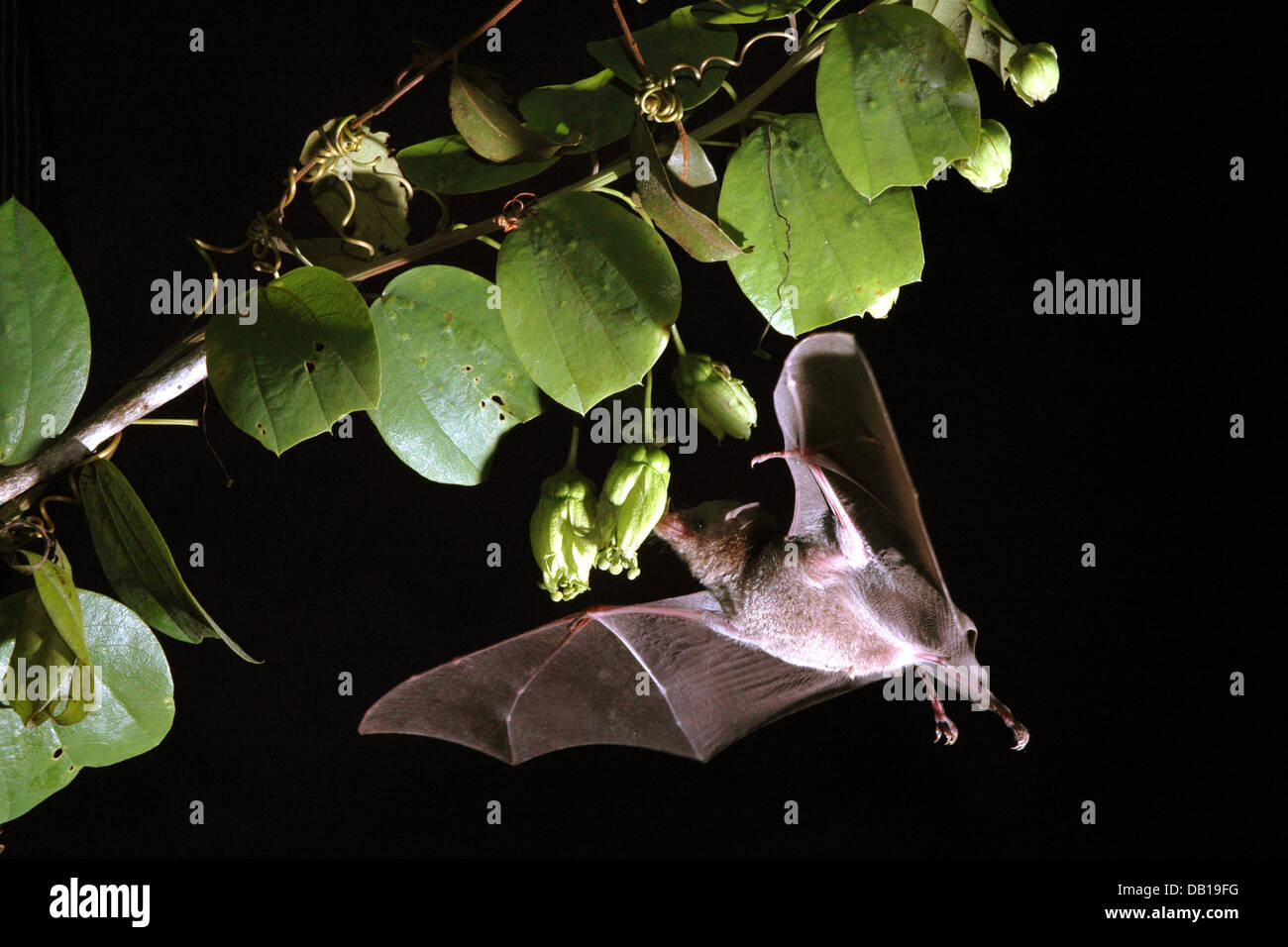 (Dpa-Datei) Die Datei undatierten Bild zeigt eine Insular einzelnes Blatt Bat (lat.: Monophyllus Plethodon) nähert sich eine Passionsblume (lat.: Passiflora) auf Kuba. Foto: Corinna U. Koch Stockfoto