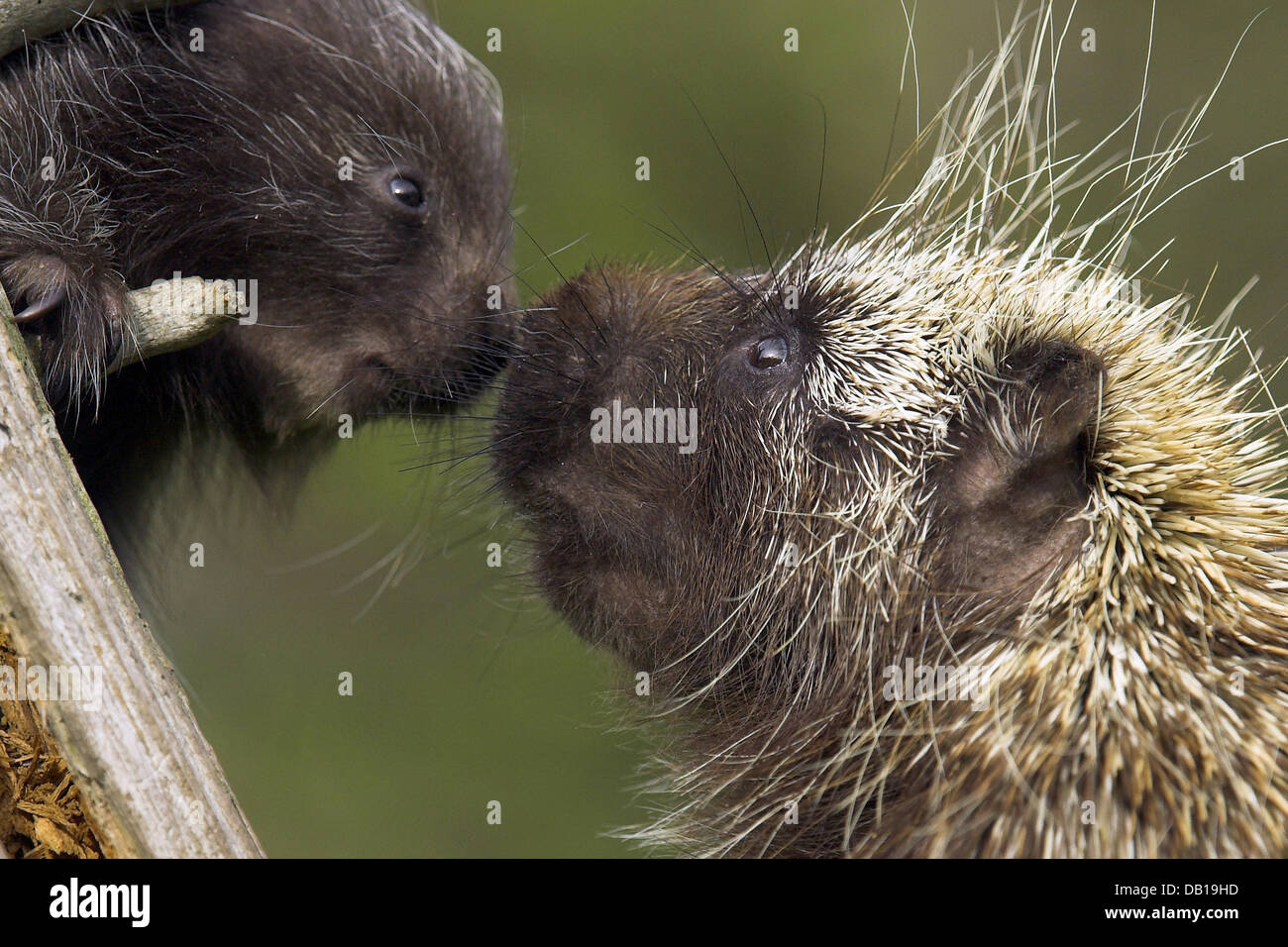 Eine neue Welt-Stachelschwein (lat.: Erethizon Dorsatum) und seine Nachkommen sitzen auf einem Baum in Minnesota, USA, 2006. Foto: Ronald Wittek Stockfoto